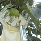 📢📢50% OFF !! ⏰Cesto Colhedor de Frutas – Design Durável, Fácil Encaixe e Perfeito para Alcançar Galhos Altos Sem Escada 🌳